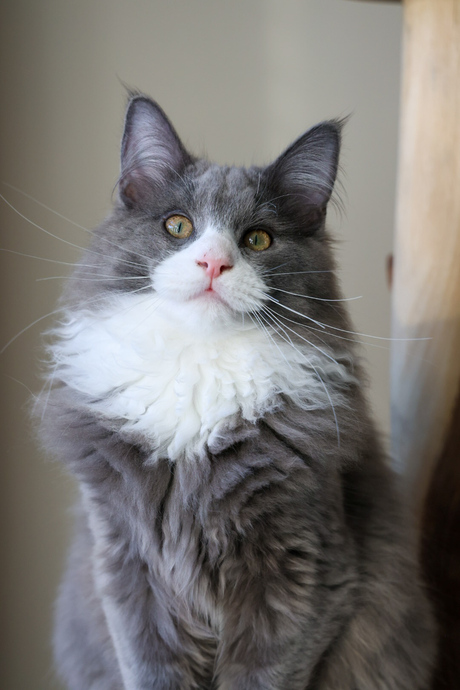 Testen R8 - Onbewerkt