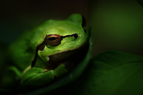 The old frog.