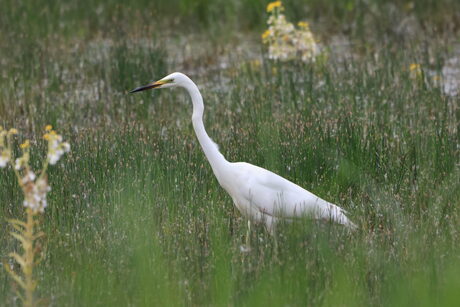 Zilverreiger 