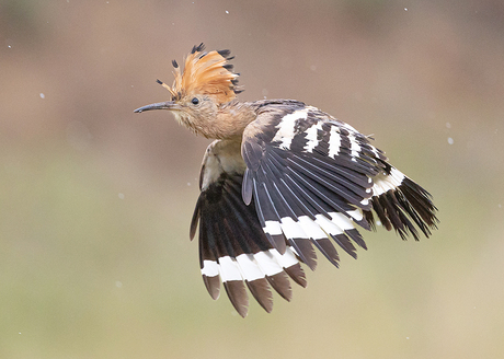 Flying in the rain!