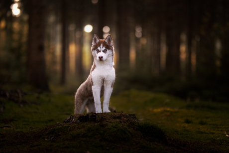 husky pup