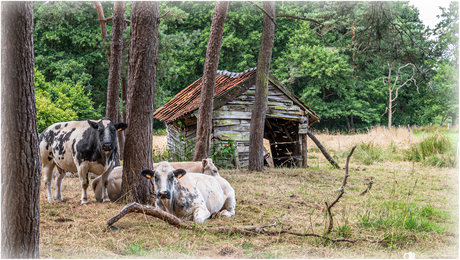 "Rust in de Weide"