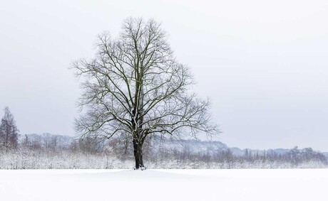 Winter Tree
