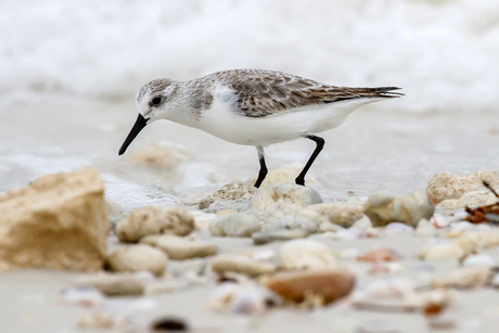 Drie-teen strandloper