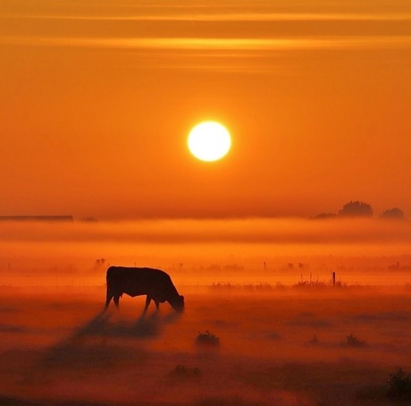 Eenzame koe bij een nevelige zonsopkomst