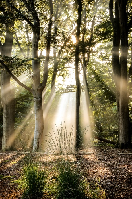 Zonneharpen in het bos