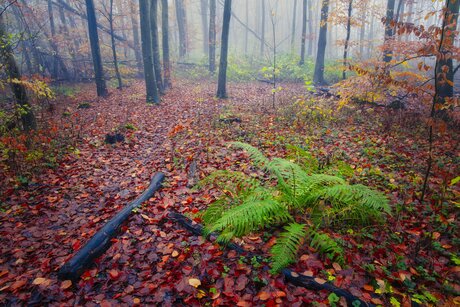 Varen in het bos