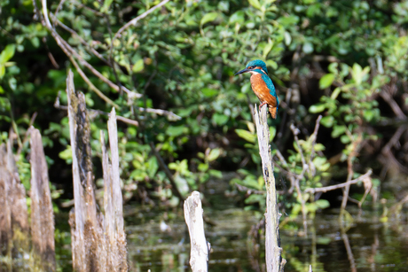 Ijsvogel