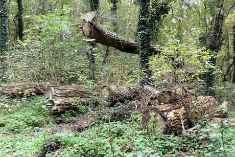 P1290855   Herfst  in Staalduinse bos  ,  Titel laat maar liggen  13 okt 2025  
