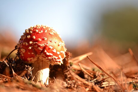 Rood met witte stippen