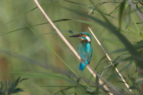 ijsvogel