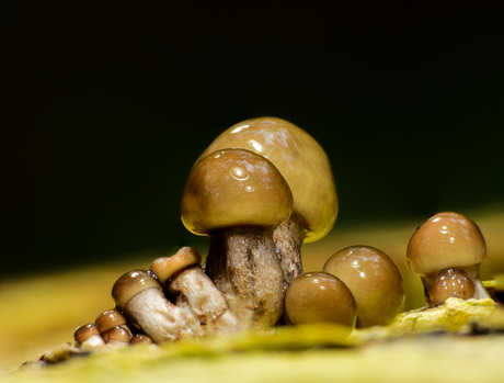 De schoonheid van het kleine: Paddenstoelen in macro