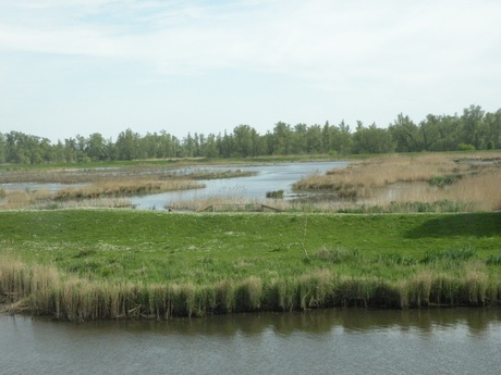 Biesbosch 