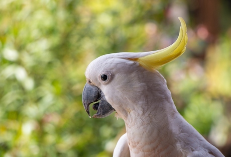 Poseren voor een frietje