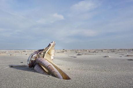 Stilleven op het strand