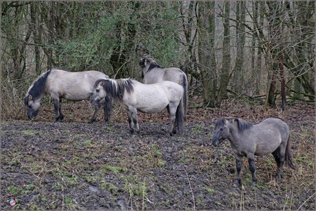 Konikpaarden …