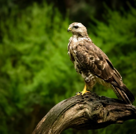 Buizerd 