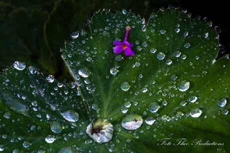 Regendruppels als parels op blad