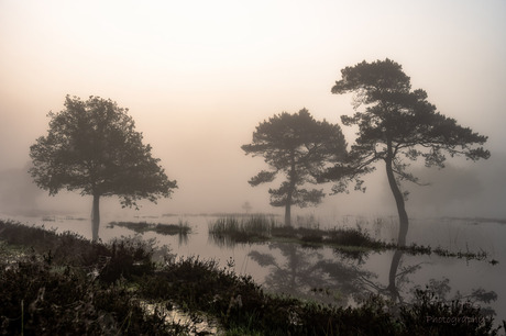 drie bomen