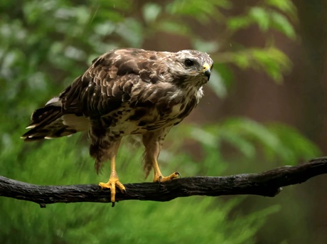 Buizerd