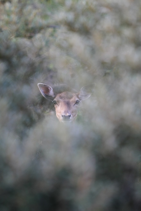 Deer in blur