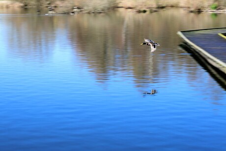 Turbo Donald Duck