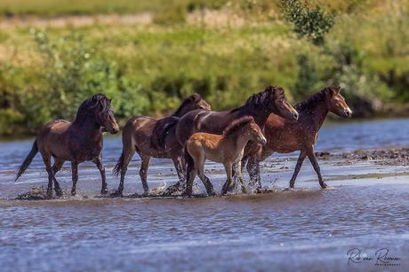 Exmoorpony's