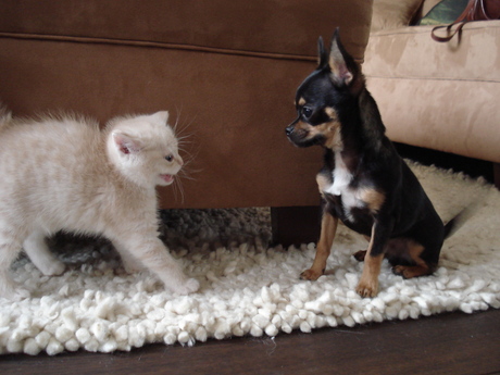 cat and dog fight