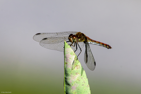 Nagenoeg geen vogels bij het vakantieadres,dan maar op insectenjacht.