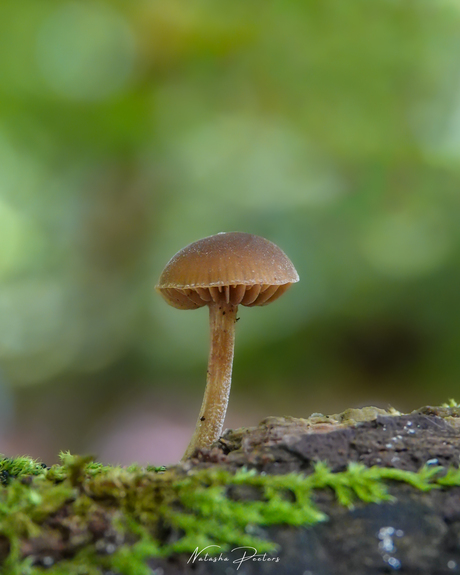 || Autumn Atmosphere ||