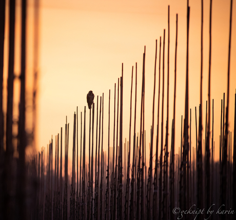 Prachtige ochtendzon.