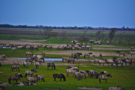 Wild Horses