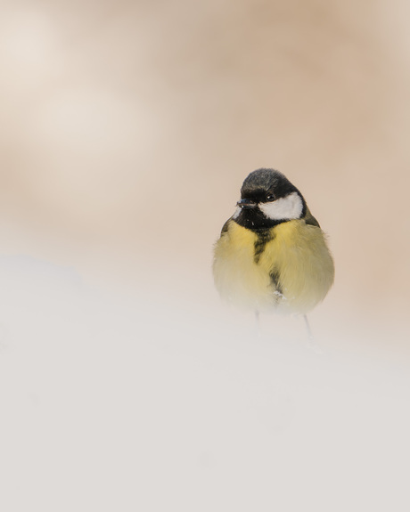 Koolmeesje in witte wereld.
