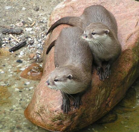 Otters