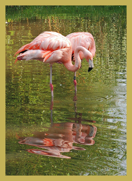 Spiegel flamingo