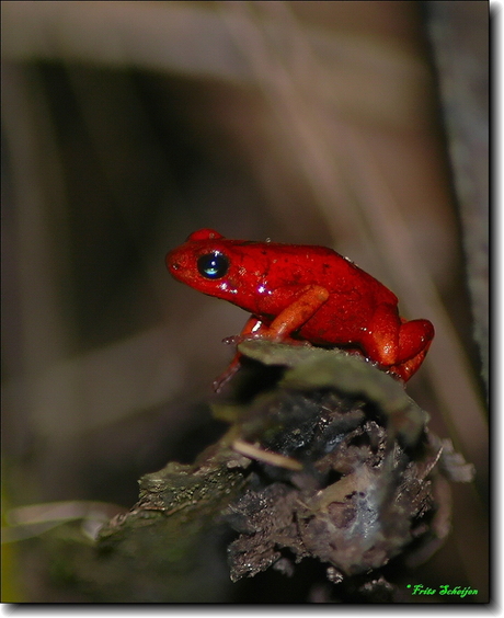 dendrobatis pumilio