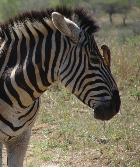 Zebra met ossenpikker