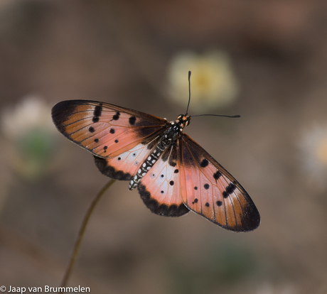 Natal Acraea