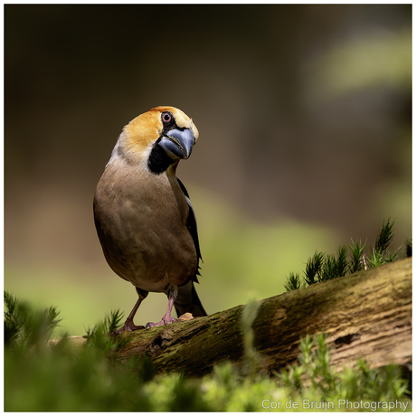 Appelvink