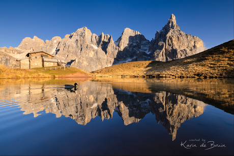 A Duck in Baita Segantini!