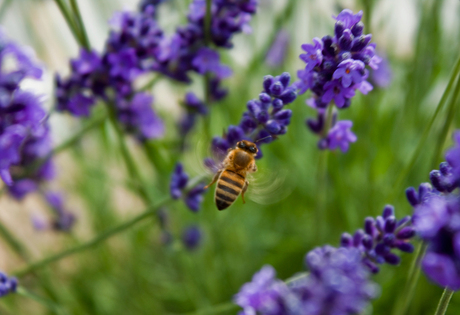 Bijtje in de bloem!