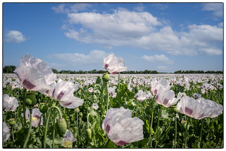"Opium".....