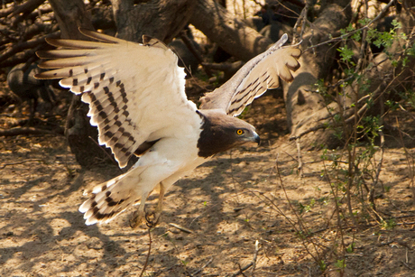 Snake eagle Botswana