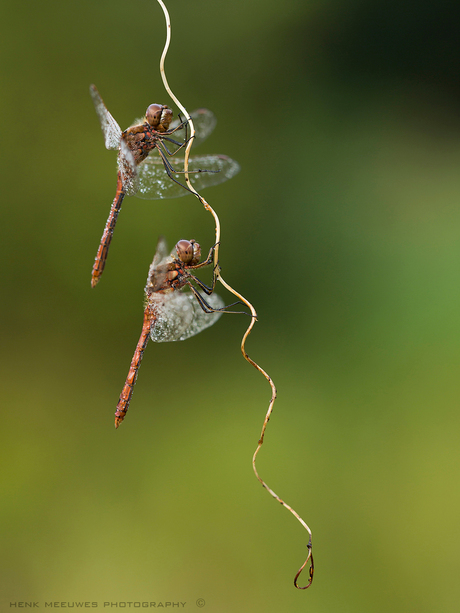 hanging on a string