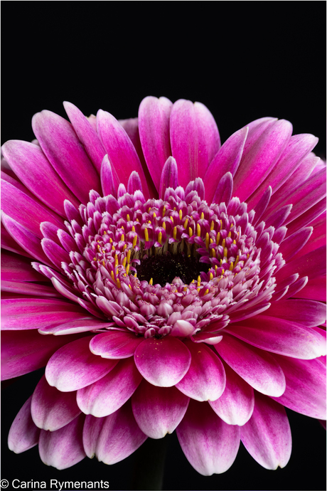 Gerbera