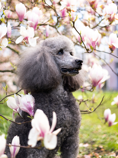 Senior poedel bij de magnolia