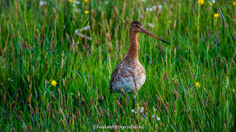 Grutto in het veld.