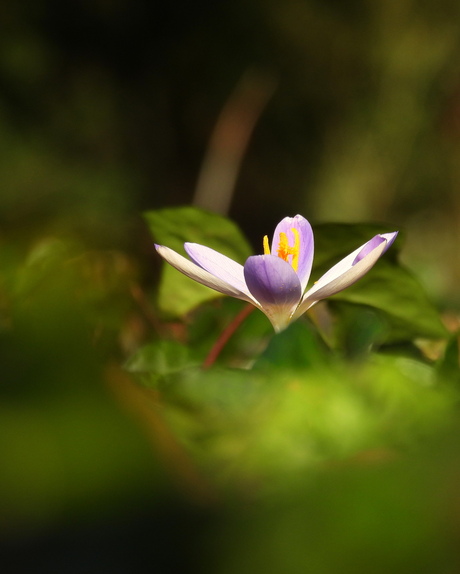 De lente kan niet wachten