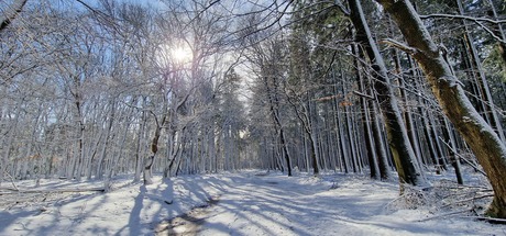 Bomen dansen in de sneeuw 