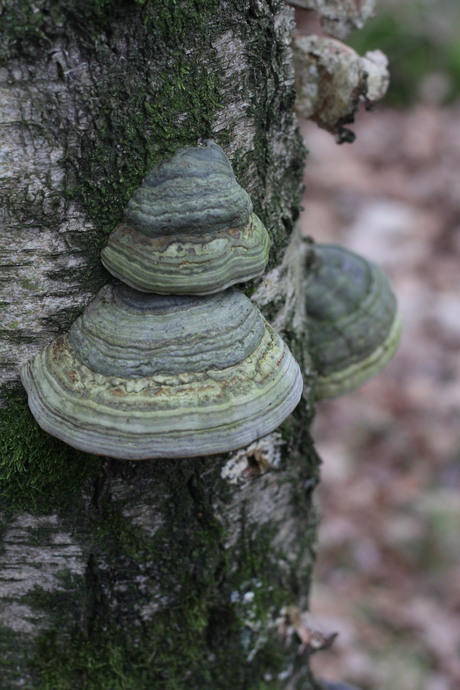 Elfenbankjes